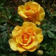 Floribundrozes 1