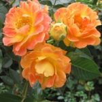 Rozes un augststumbra (augstcelma) rozes – Stādu audzētava 