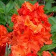 Rododendri