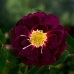 Rozes un augststumbra (augstcelma) rozes – Stādu audzētava 