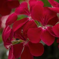 Pelargonijas